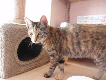 ムギ猫里親募集