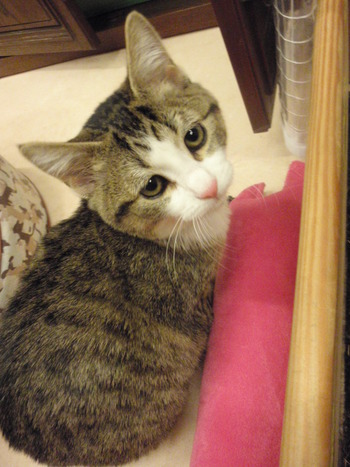 ひなちゃんおめでとう