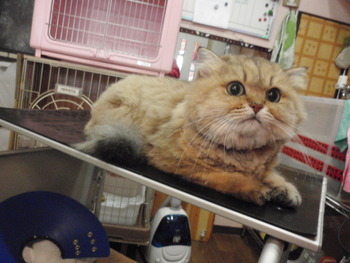 みかんちゃん