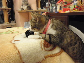 ひなちゃん遊ぶ