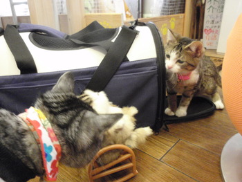 近づいて