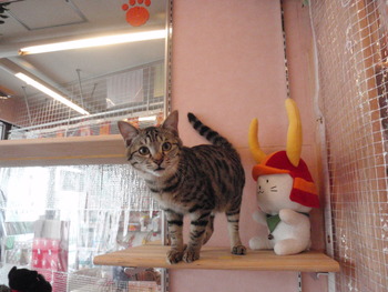 ヒョウ柄猫里親募集