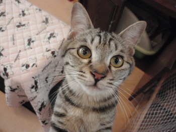 ヒョウ柄猫里親募集