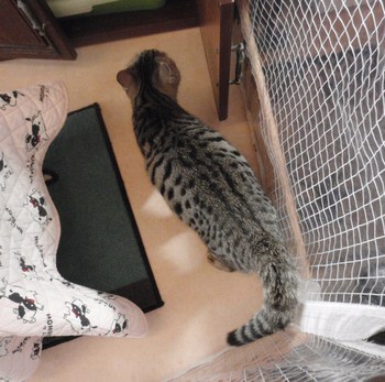 ヒョウ柄猫里親募集