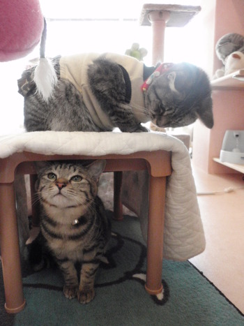 ヒョウ柄猫里親募集