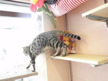 ヒョウ柄猫里親募集
