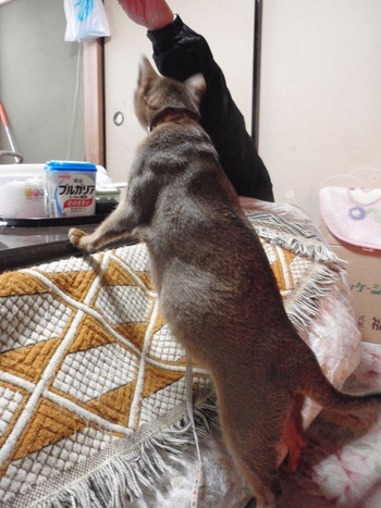 もうすぐ出産