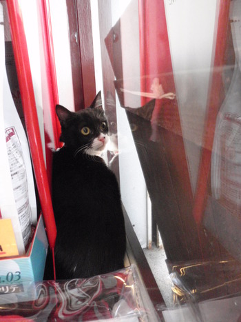 のらくろ猫里親募集中