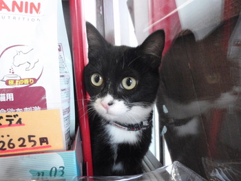 のらくろ猫里親募集中