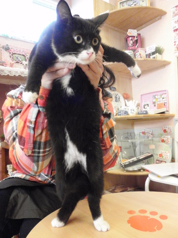 のらくろ猫に愛に来て♪