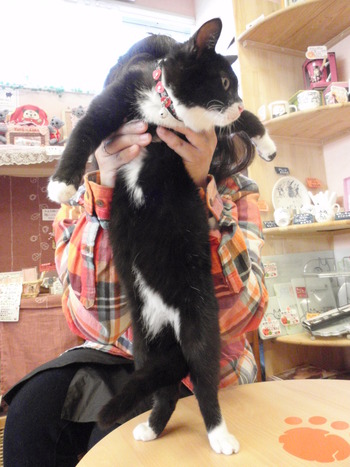 のらくろ猫里親募集中
