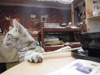 ニャンニャン君