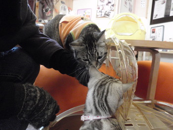 ニャンニャン君
