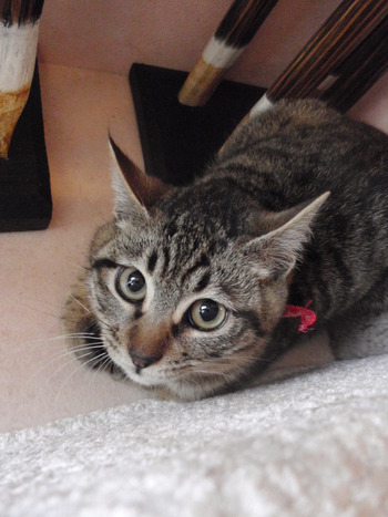 ふわっキジ　猫里親募集