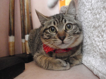 ふわっキジ　猫里親募集