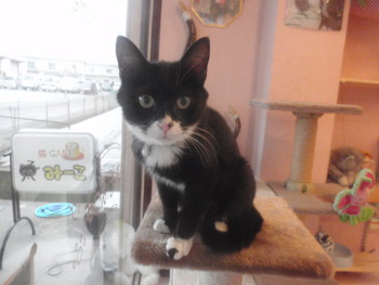 兄弟　猫里親募集