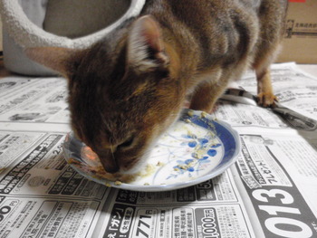 初離乳食