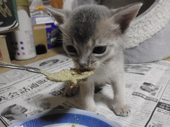 初離乳食