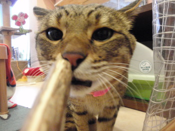 生またたび効果