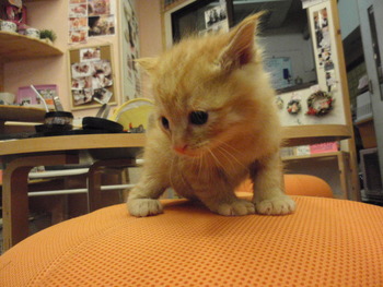 ５兄弟猫　里親募集予約