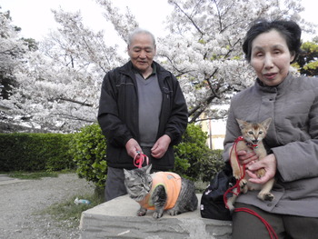 お花見