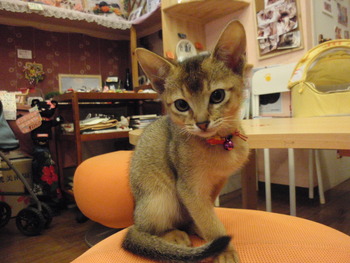 猫カフェみーこ