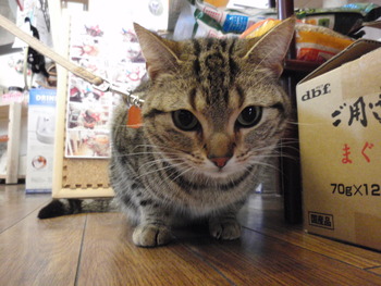 みぃちゃん猫美容