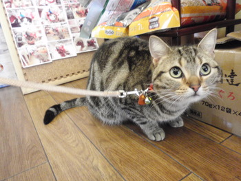 みぃちゃん猫美容