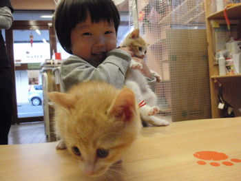 白茶トラの仔猫里親体験中
