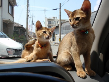 今日もよろしく
