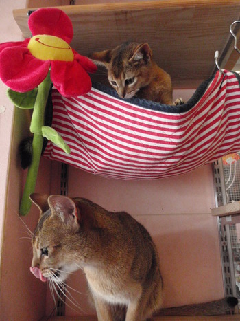コビッチャ＆はな　おめでとう