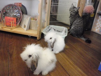 うさぎ販売