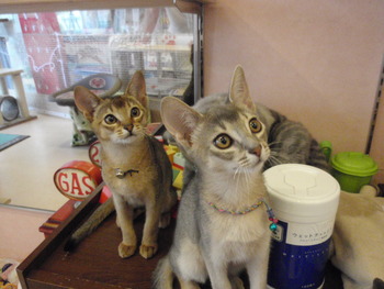 茶～＆海ちゃん猫ホテル
