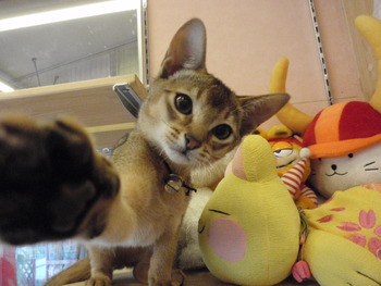 茶～＆海ちゃん猫ホテル