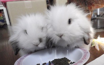 うさぎ販売