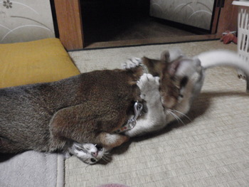茶～＆海ちゃん猫ホテル終