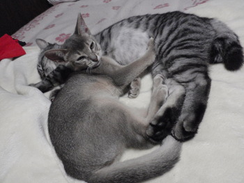 茶～＆海ちゃん猫ホテル終