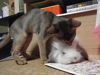 茶～＆海ちゃん猫ホテル終