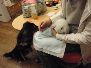 猫カフェで・・・
