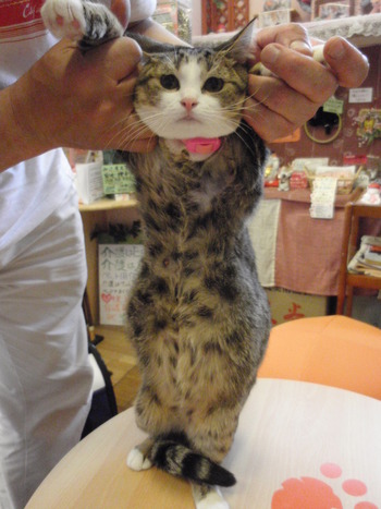ひなママ