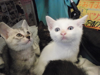 仔猫里親募集