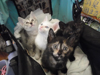 仔猫里親募集