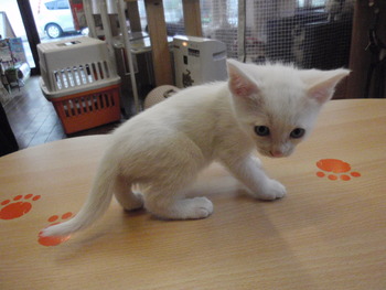 仔猫里親募集