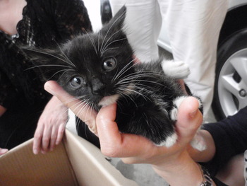４兄弟仔猫里親募集