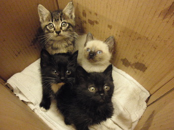 ４兄弟仔猫里親募集