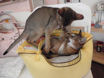 アビシニアン　仔猫販売