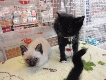 ４兄弟仔猫里親募集