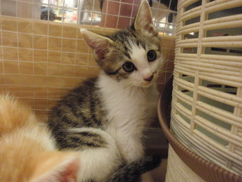 ４匹仔猫里親募集