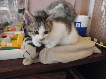 仔猫里親募集
