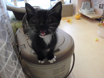 仔猫里親募集